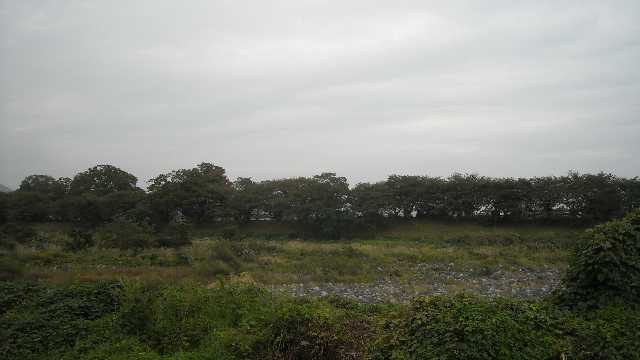 対岸から見た大口公園