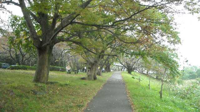 雨の公園