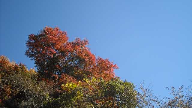 晴天と紅葉