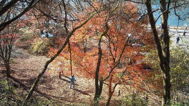 駐車場を彩る紅葉