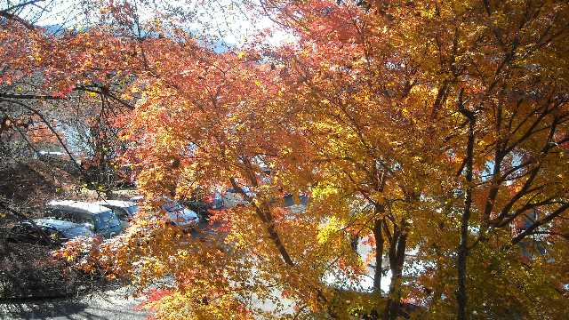 朝日に映える紅葉