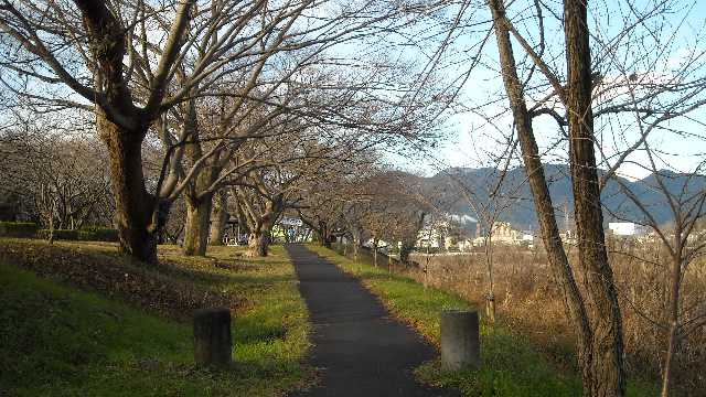 冬枯れの公園