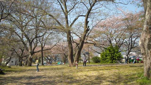 桜を見る人たちか集まってきました