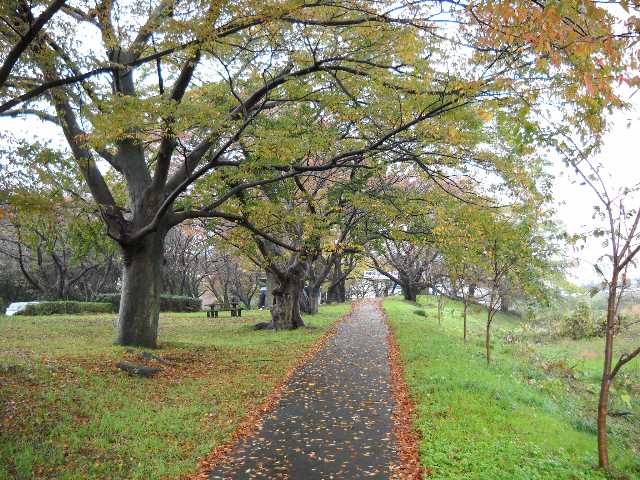 雨と紅葉