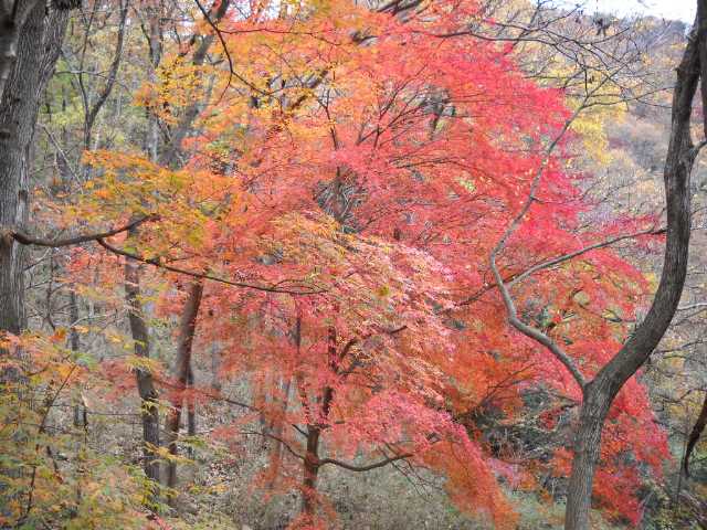 ひっそりと紅葉した木